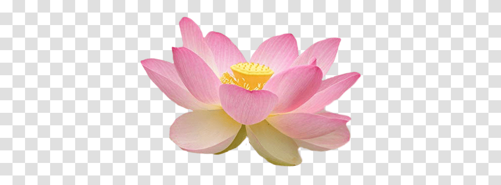 Lotus Lotusflower Flower Sticker By Maria Cristina Pink Flower Side, Lily, Plant, Blossom, Pond Lily Transparent Png