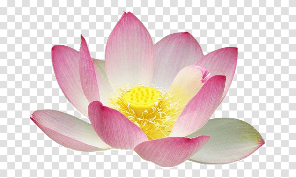 Lotus, Nature, Plant, Lily, Flower Transparent Png