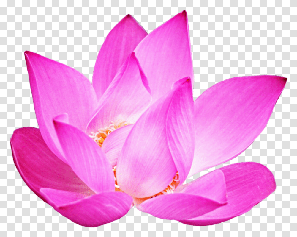 Lotus Nymphaea Nelumbo, Plant, Lily, Flower, Blossom Transparent Png