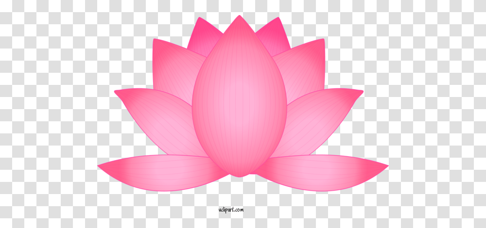 Lotus Petal For Flower Sacred Lotus, Plant, Blossom, Dahlia, Lamp Transparent Png