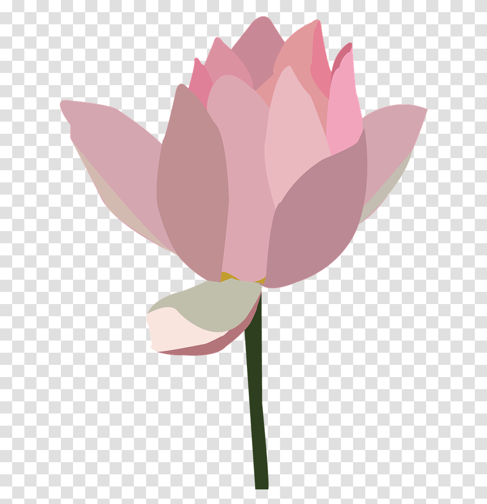 Lotus Pink Flower Free Image On Pixabay, Plant, Petal, Blossom, Rose Transparent Png