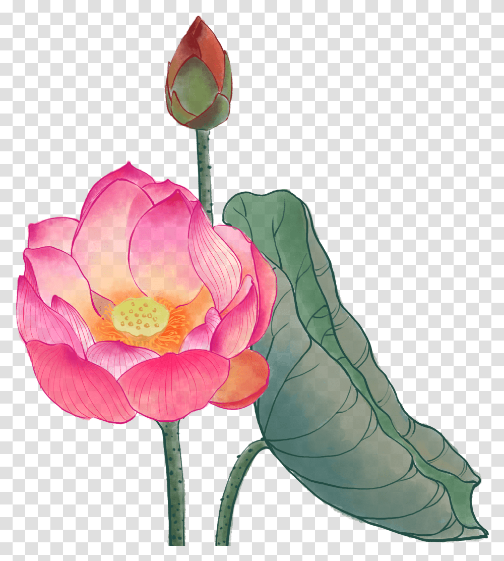 Lotus, Plant, Flower, Blossom, Rose Transparent Png