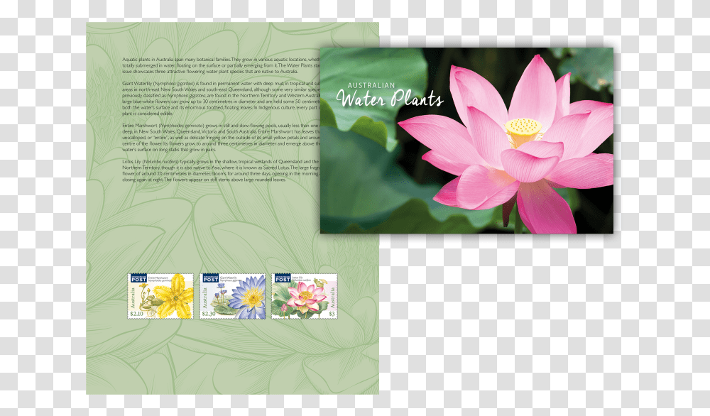 Lotus Sacred Lotus, Plant, Flower, Blossom, Pond Lily Transparent Png