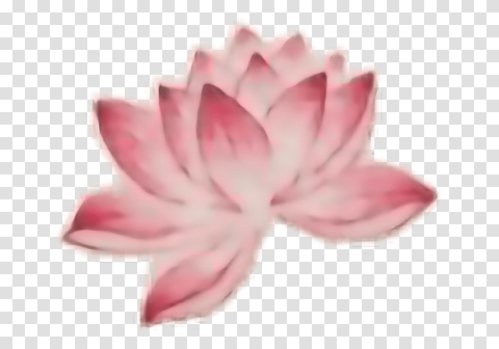 Lotus Tattoo Sacred Lotus, Plant, Flower, Blossom, Carnation Transparent Png