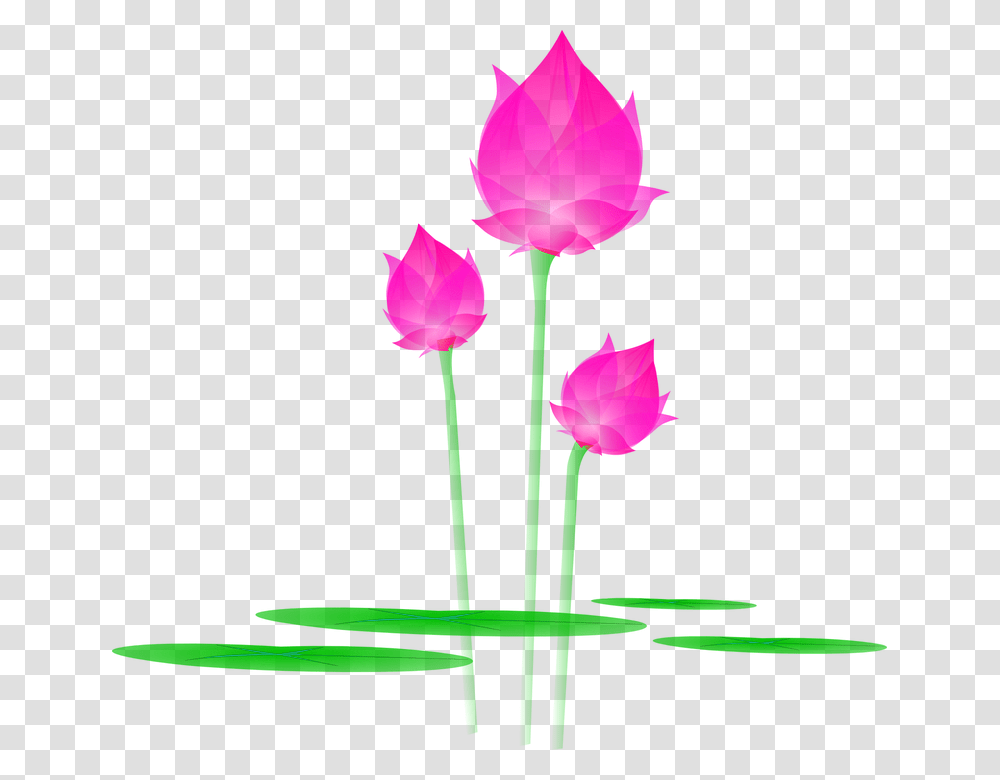 Lotus Tulip, Plant, Rose, Flower, Blossom Transparent Png