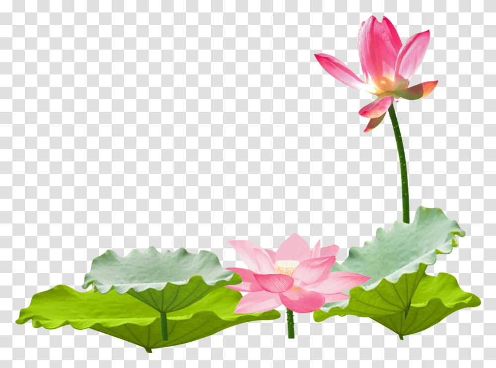 Lotus Vector Chinese Lotus Flower, Lily, Plant, Blossom, Pond Lily Transparent Png