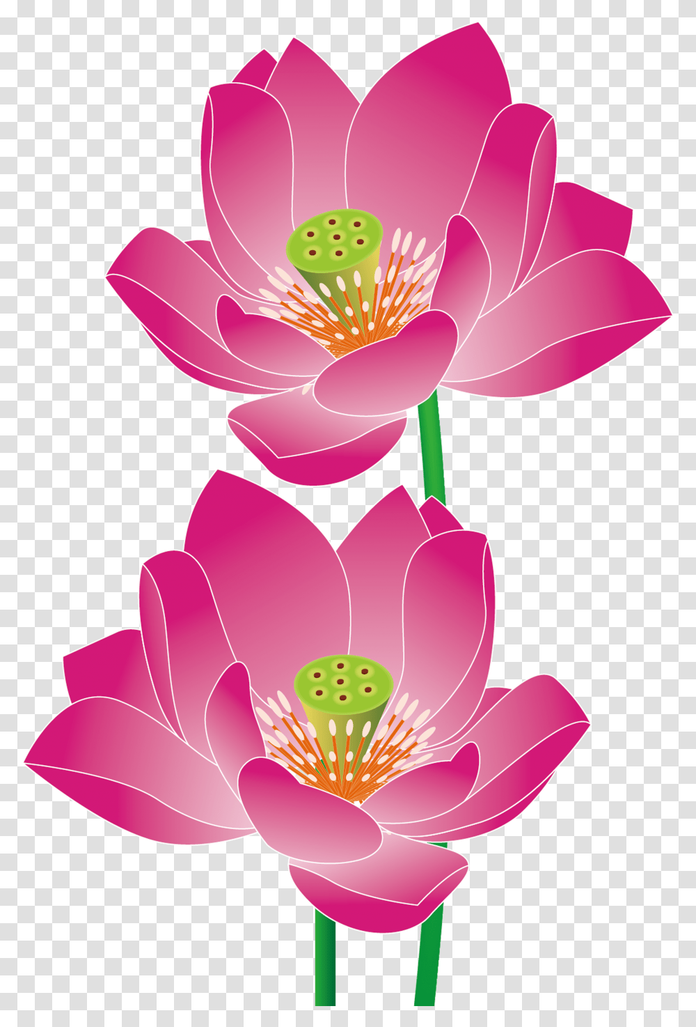 Lotus Vector, Plant, Anther, Flower, Petal Transparent Png