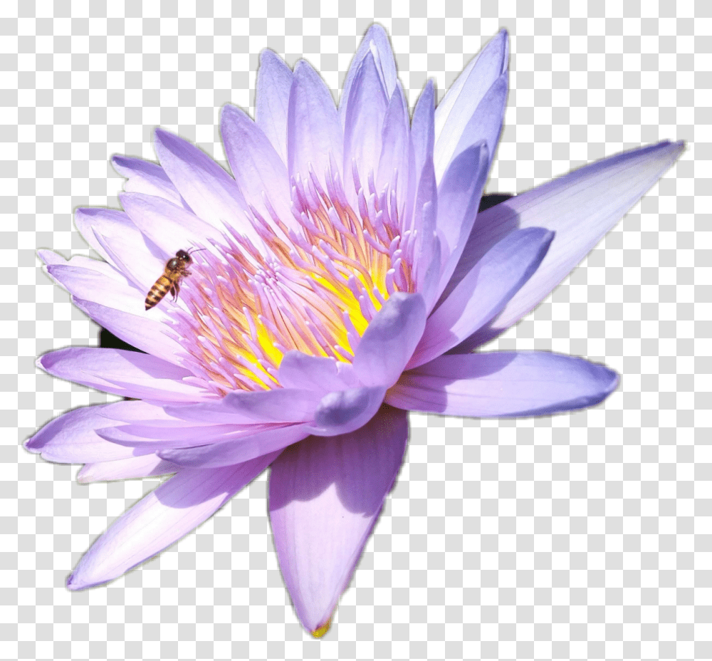 Lotus Wasp Sacred Lotus, Plant, Lily, Flower, Blossom Transparent Png