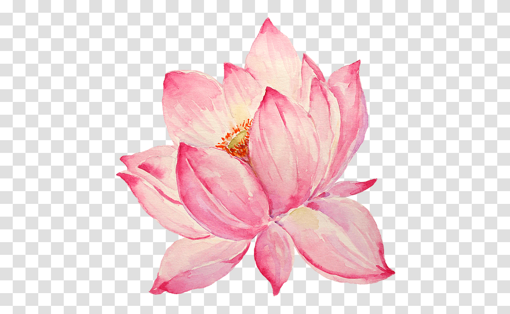 Lotus Water Color, Plant, Petal, Flower, Blossom Transparent Png
