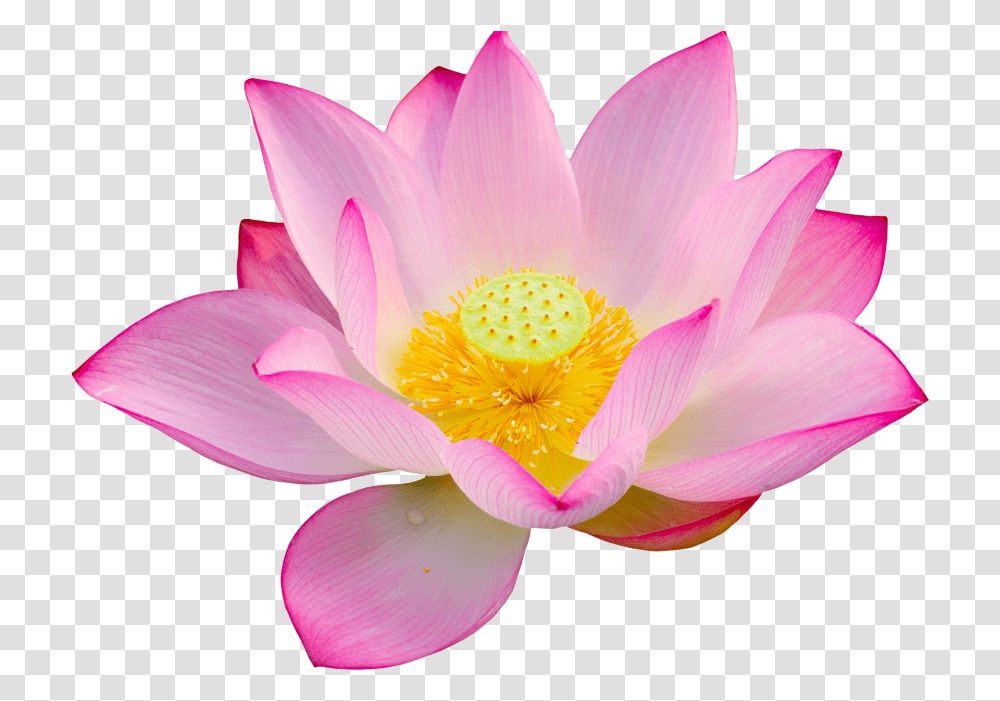 Lotuslotus Bloem Joy Lotus Flower, Plant, Lily, Blossom, Pond Lily Transparent Png
