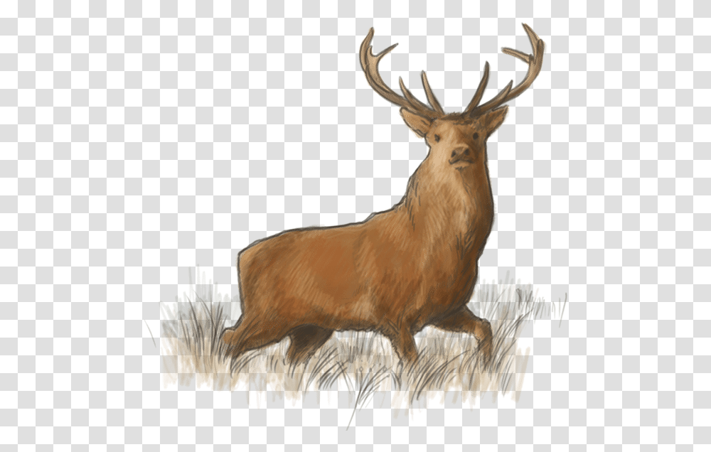 Lough Eske Road Elk The Lodge Harvey S Point Elk, Deer, Wildlife, Mammal, Animal Transparent Png