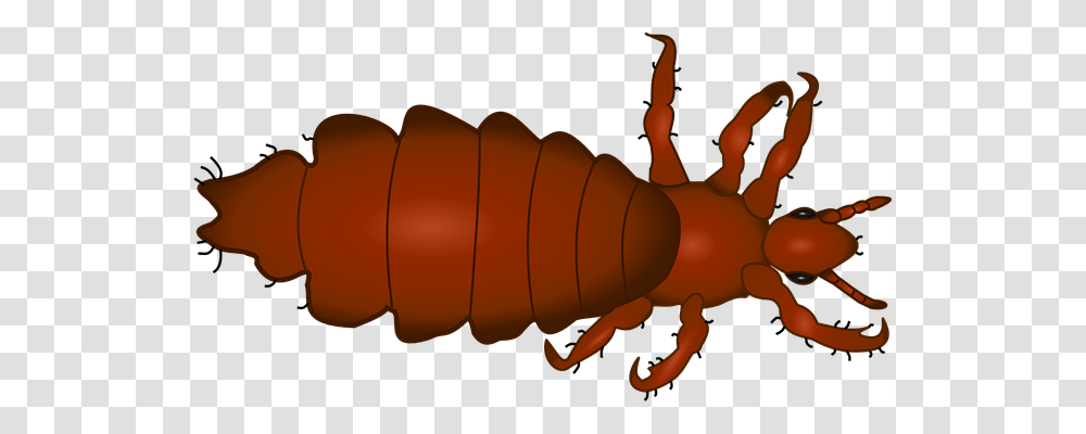 Louse Animals, Invertebrate, Insect, Flea Transparent Png