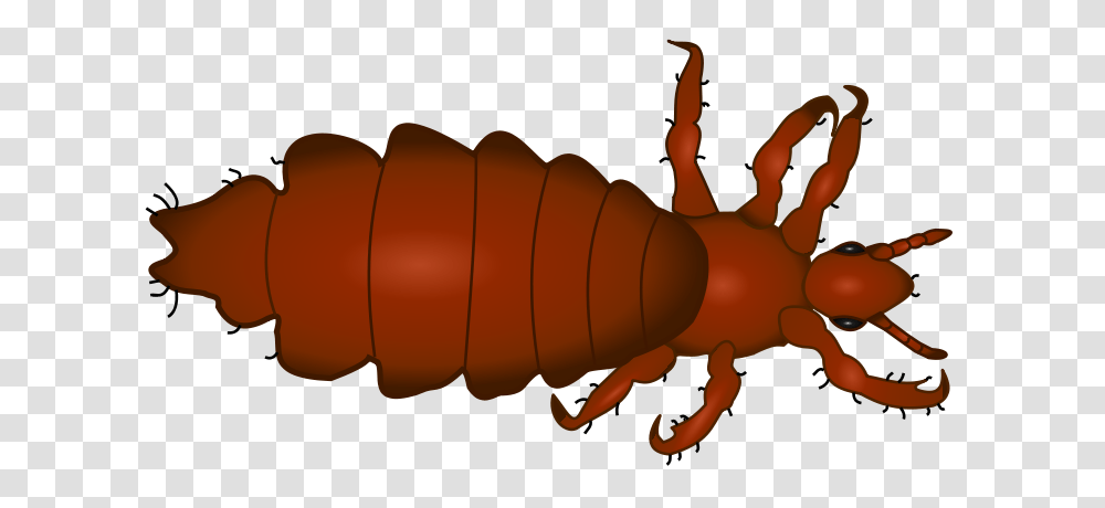 Louse Clipart, Invertebrate, Animal, Insect, Flea Transparent Png