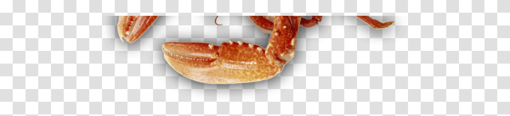 Louse, Sea Life, Animal, Lobster, Seafood Transparent Png