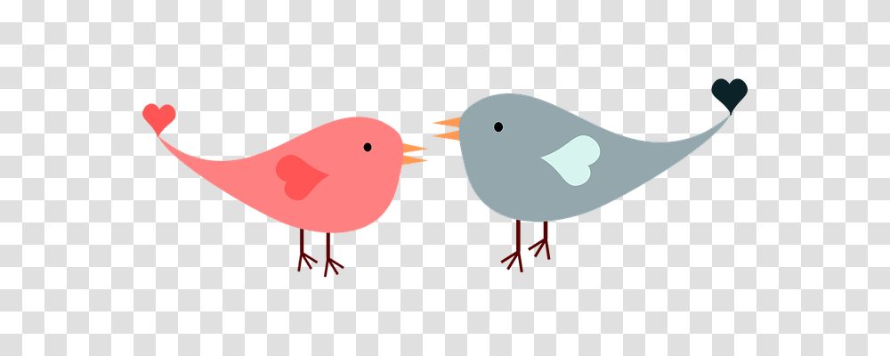 Love Emotion, Bird, Animal, Kiwi Bird Transparent Png