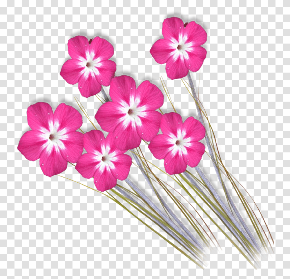 Love Background Design, Plant, Flower, Blossom, Geranium Transparent Png