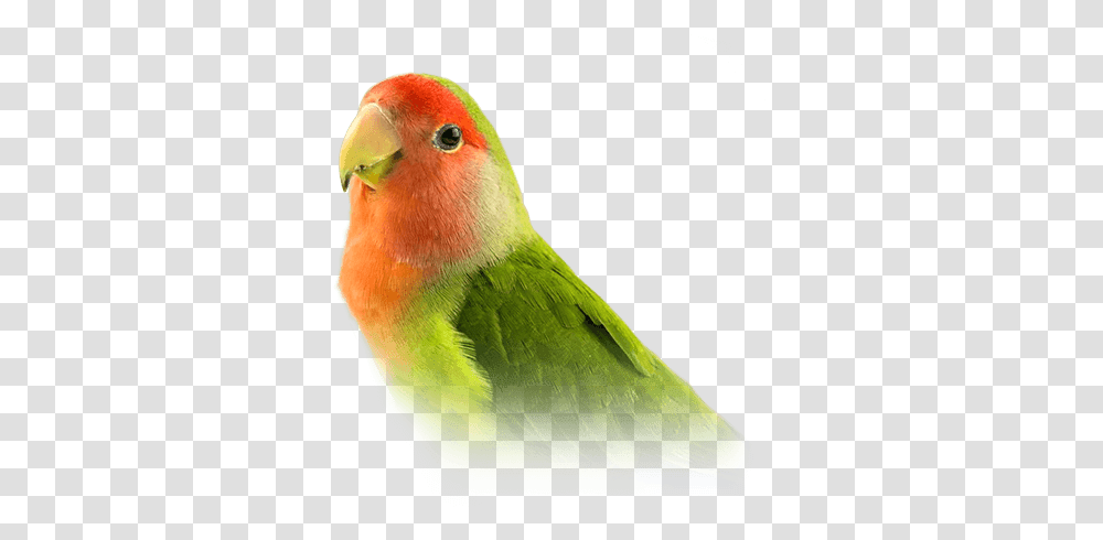 Love Bird Picture Lovebird Animal, Parakeet, Parrot, Beak Transparent Png