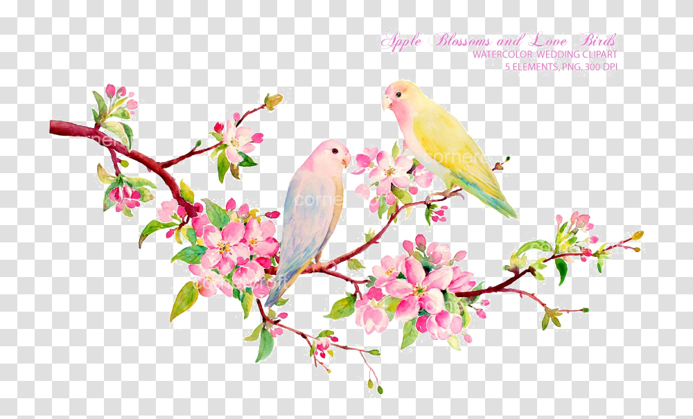 Love Bird Water Color, Animal, Floral Design Transparent Png