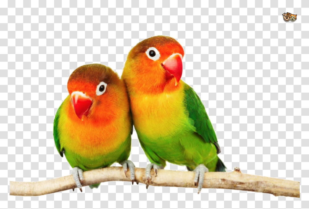 Love Birds, Animal, Parakeet, Parrot Transparent Png