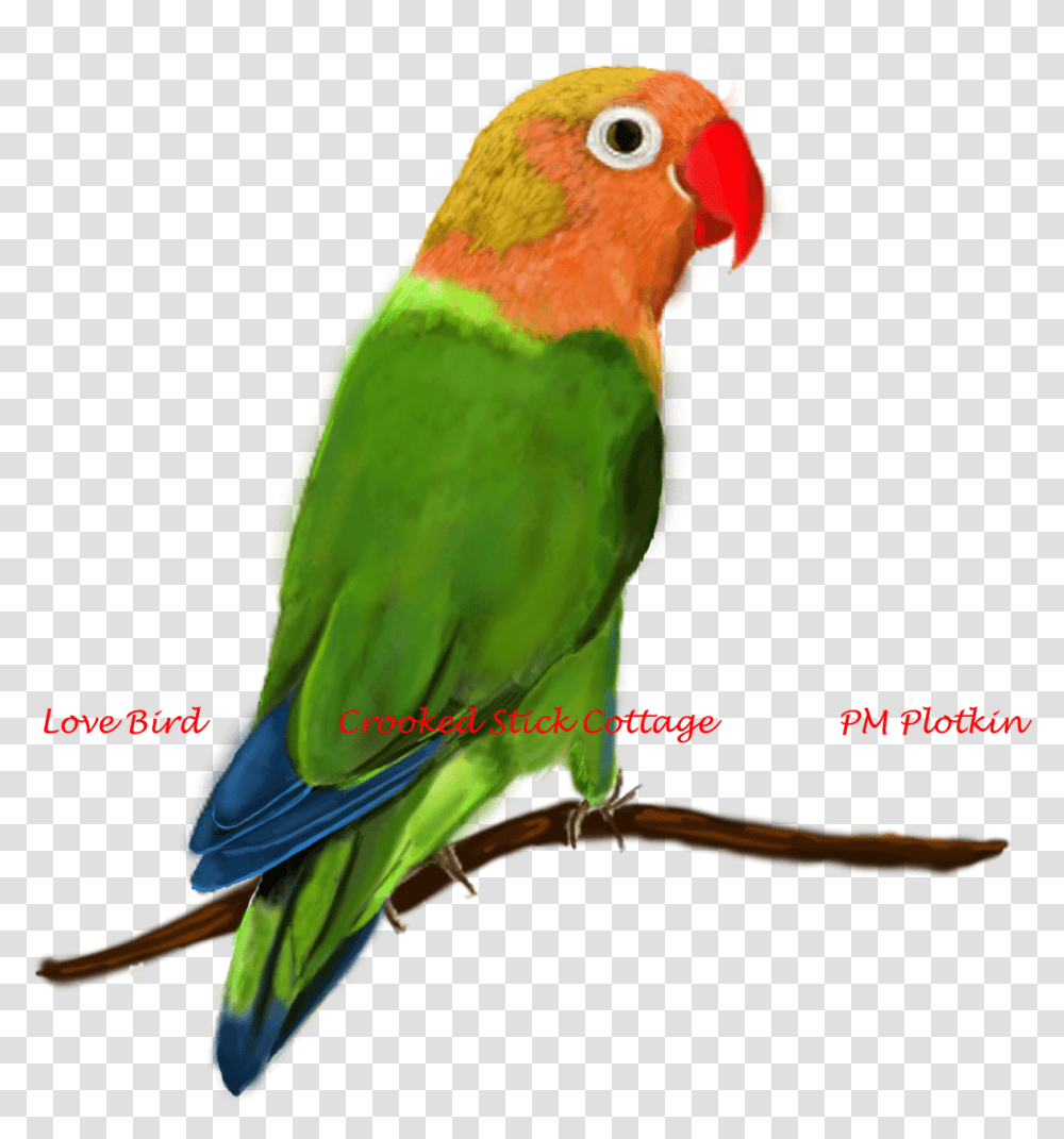 Love Birds, Animal, Parrot, Macaw, Parakeet Transparent Png