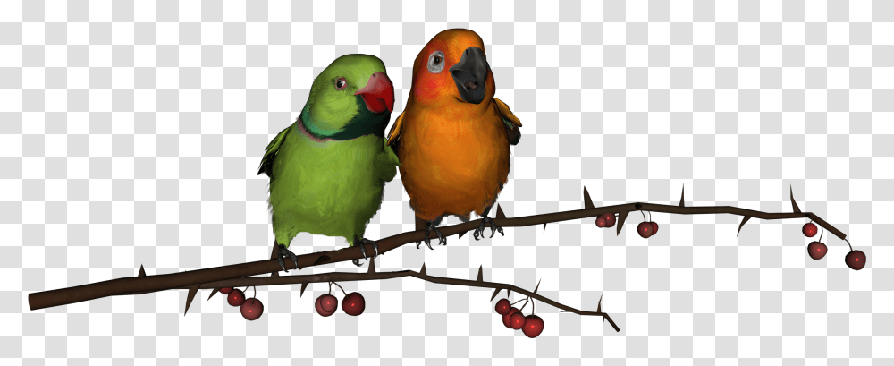 Love Birds, Animal, Parrot, Parakeet, Macaw Transparent Png