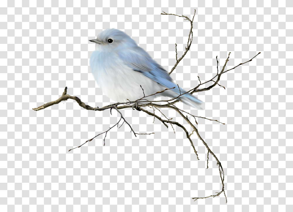 Love Birds Clipart Frame Bird On Branch Watercolor, Animal, Jay, Bluebird, Blue Jay Transparent Png