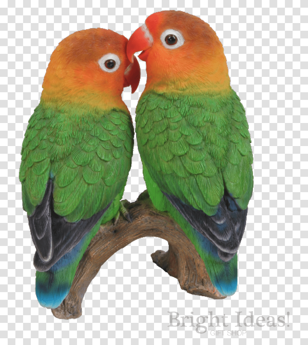 Love Birds Exotic True Life Vivid Arts Lovebirds Lovebirds In Background, Animal, Parrot, Parakeet, Beak Transparent Png