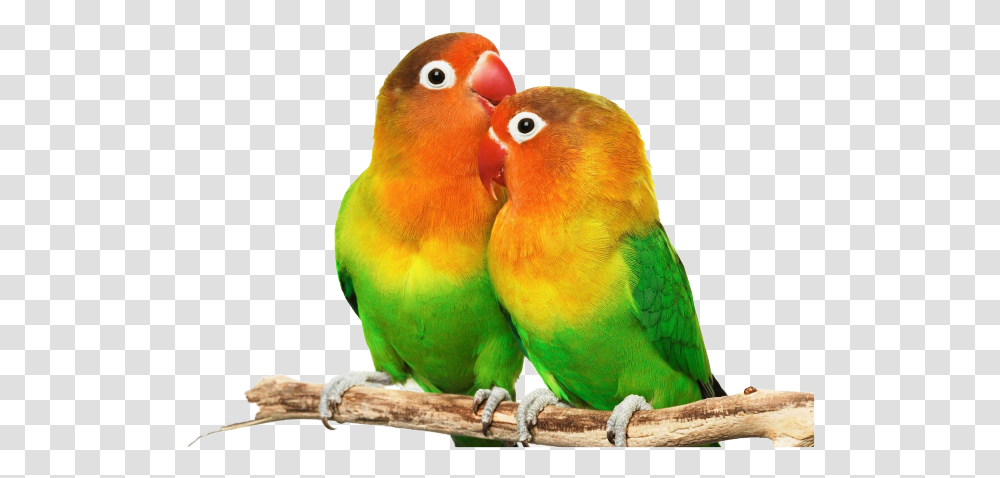 Love Birds Hd, Animal, Parakeet, Parrot Transparent Png