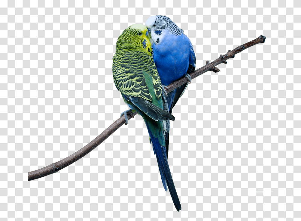 Love Birds Images Cute Hd Love Birds, Parakeet, Parrot, Animal, Beak Transparent Png