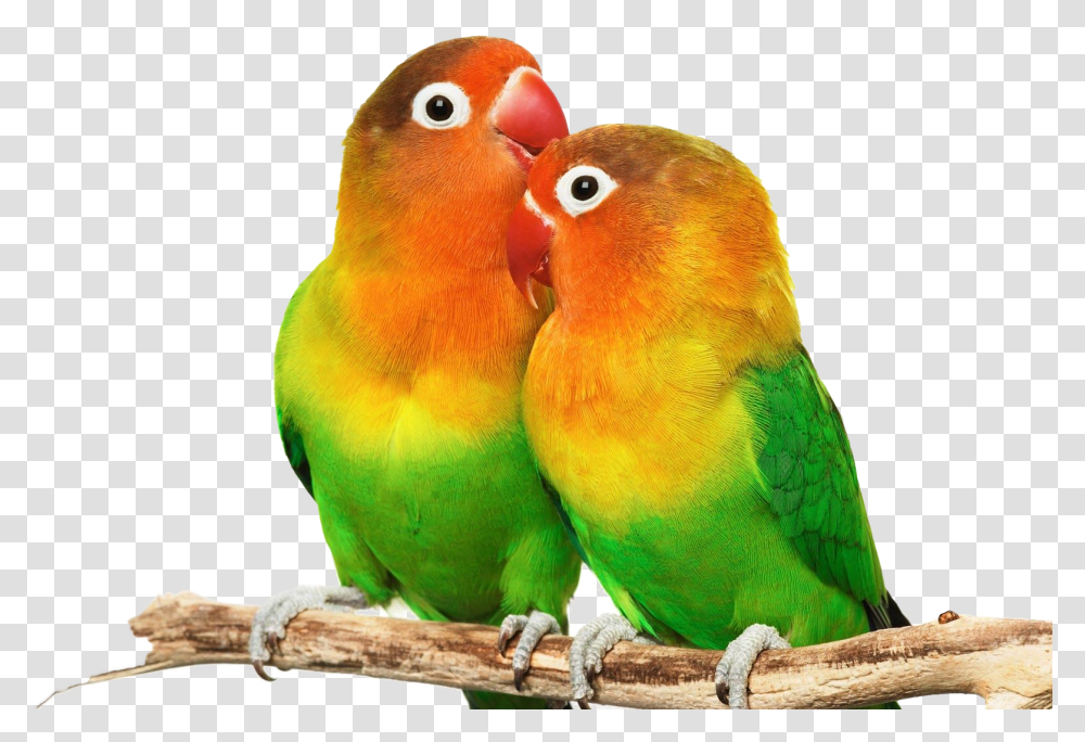 Love Birds Images Hd Love Birds Images, Animal, Parakeet, Parrot Transparent Png
