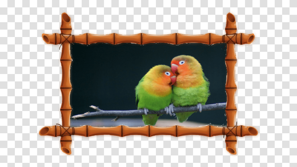 Love Birds With Quotes, Animal, Parakeet, Parrot Transparent Png
