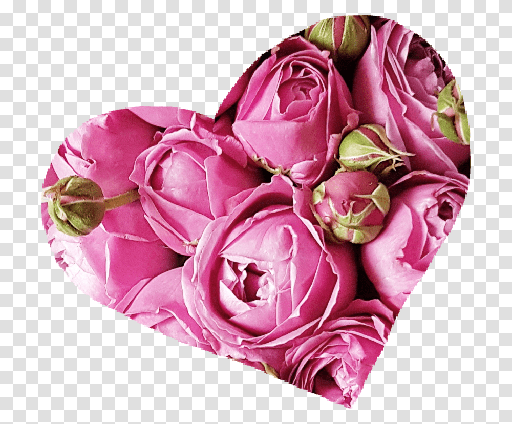 Love Heart Roses Peonies Spring Flower Pink Garden Roses, Plant, Blossom, Flower Bouquet, Flower Arrangement Transparent Png