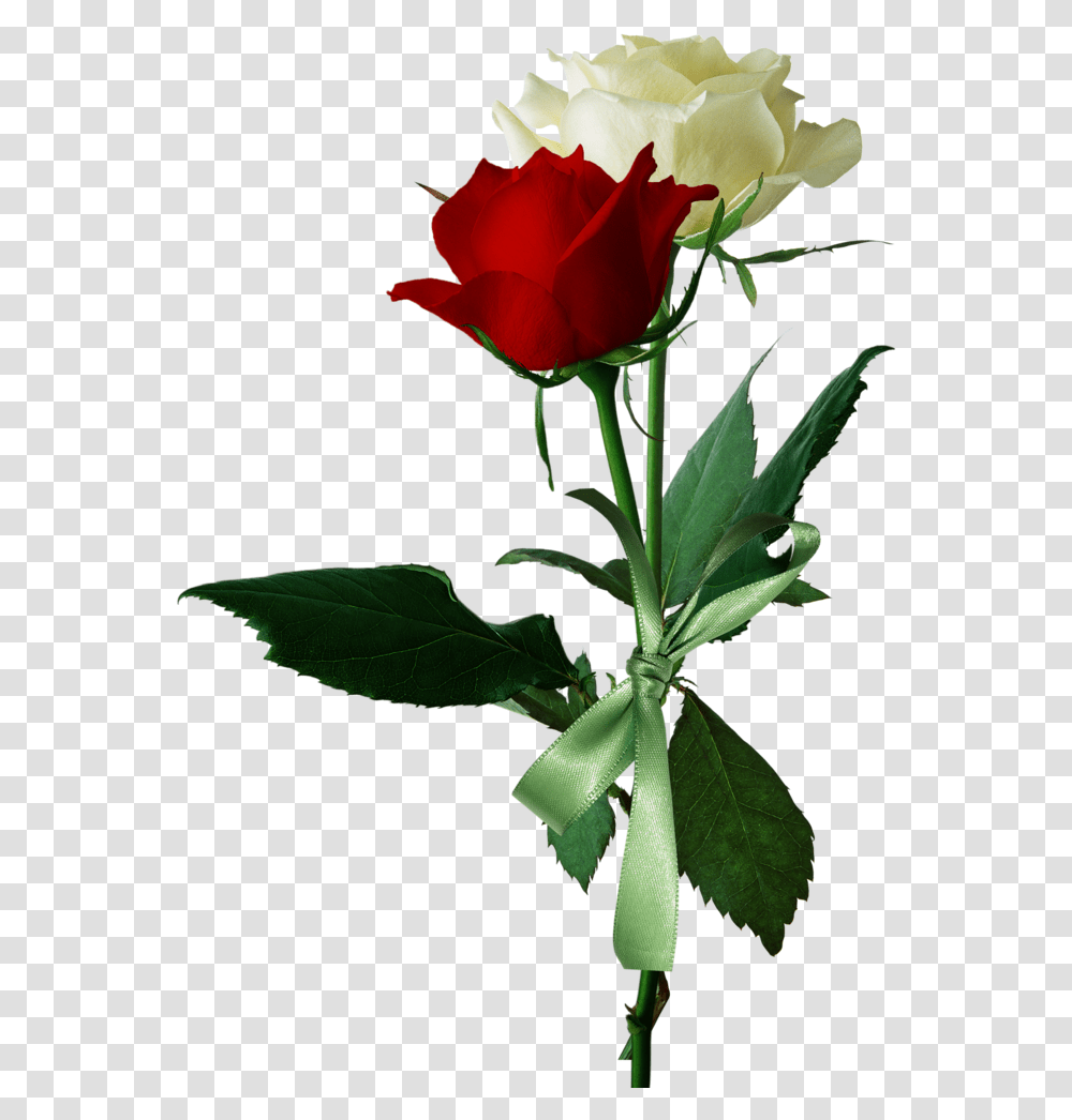 Love Red And White Roses, Flower, Plant, Blossom Transparent Png