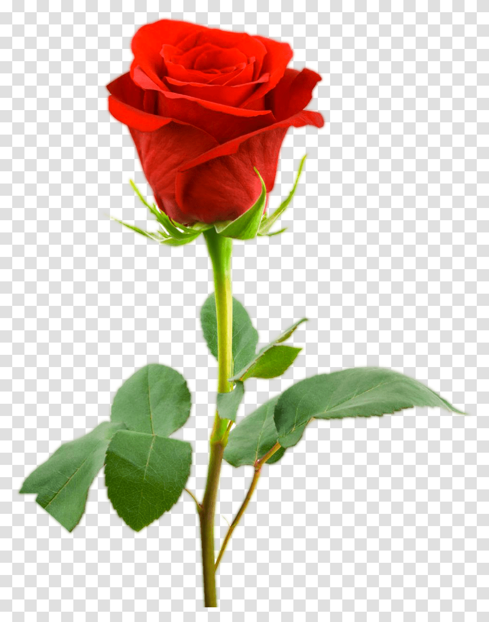 Love Red Rose Images Rose Images Full Hd, Flower, Plant, Blossom, Acanthaceae Transparent Png