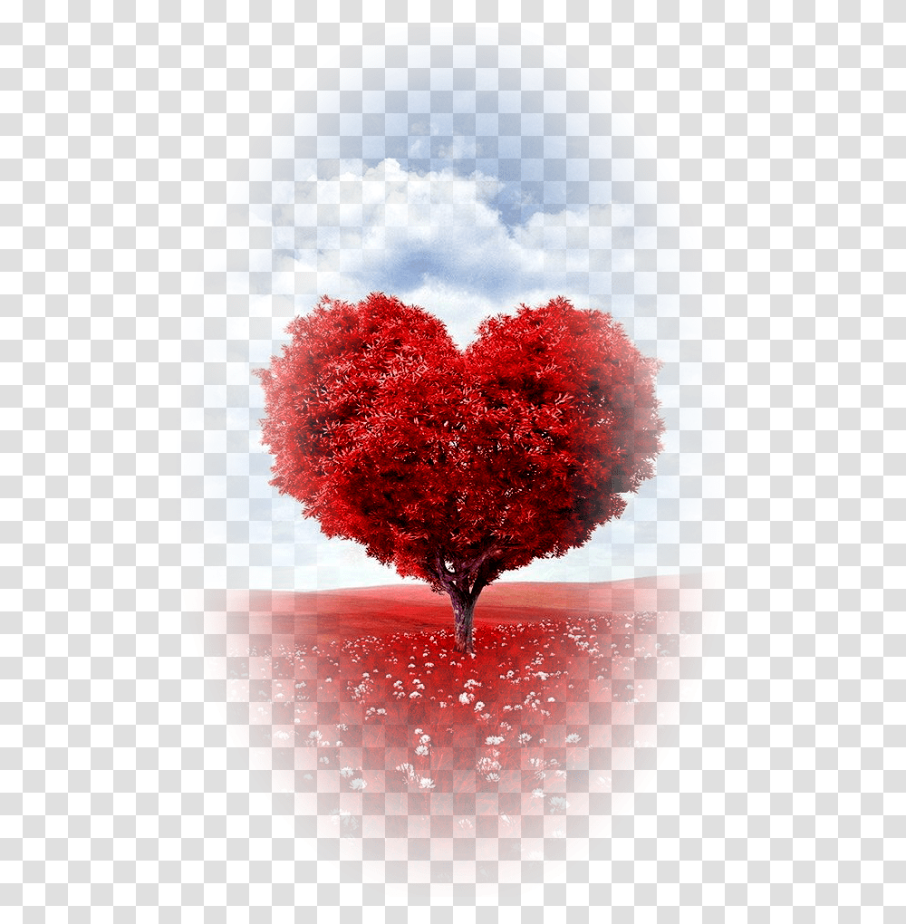 Love, Tree, Plant, Maple, Flower Transparent Png