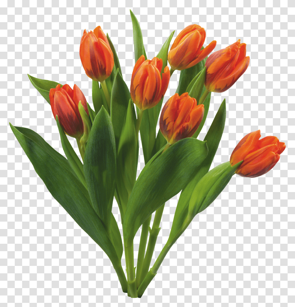 Love Tulips Beautiful Spring Flowers Transparent Png