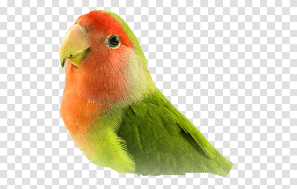 Lovebird, Animal, Parrot, Parakeet, Macaw Transparent Png
