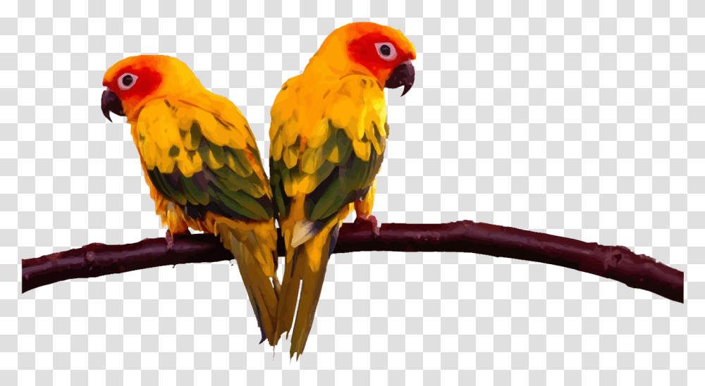 Lovebird Budgerigar Cockatoo Conure Two Parrots On Sun Conure Flying, Animal, Chicken, Poultry, Fowl Transparent Png