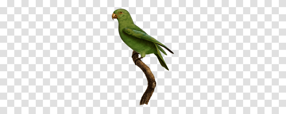 Lovebird Loriini Macaw Parakeet Fauna, Parrot, Animal Transparent Png