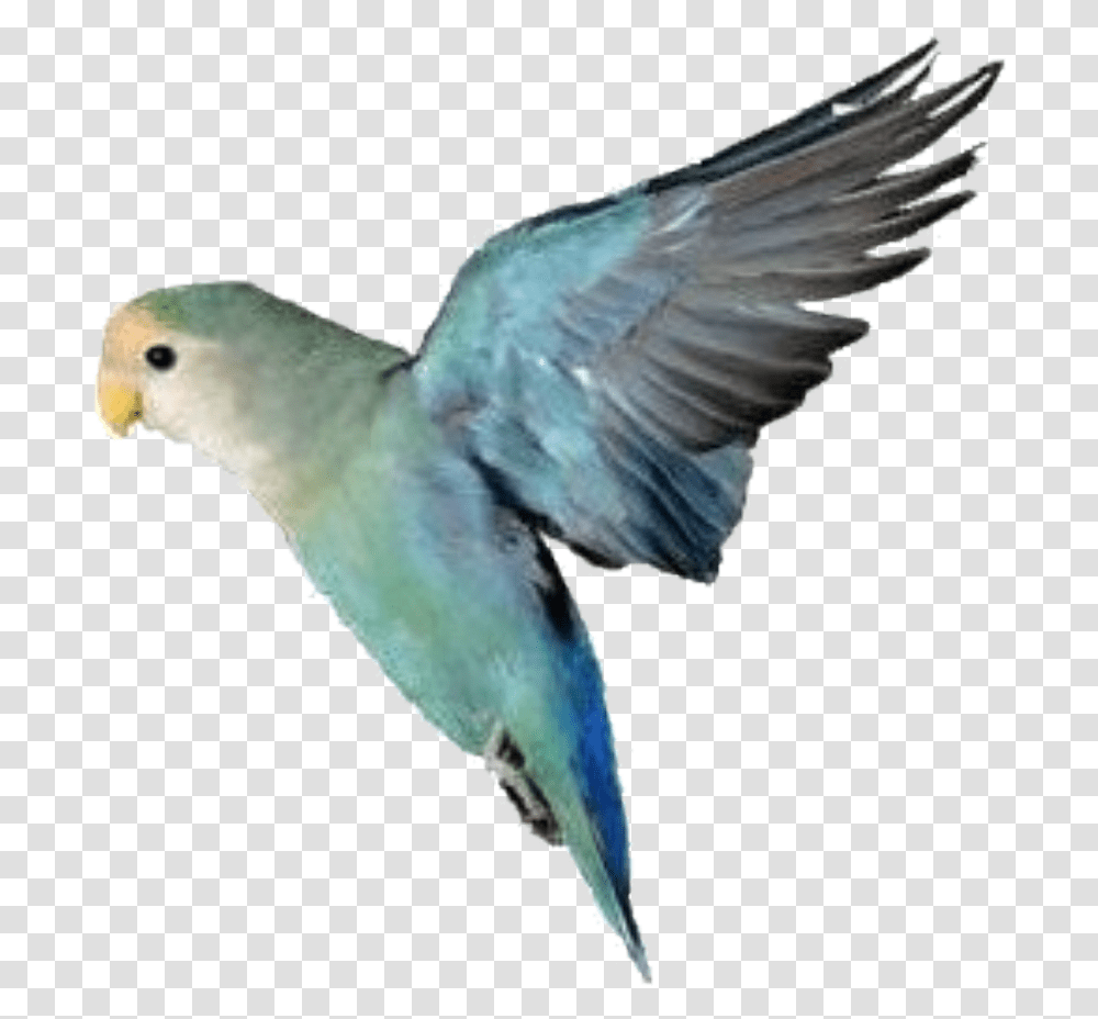 Lovebirds As Pets, Animal, Parakeet, Parrot Transparent Png