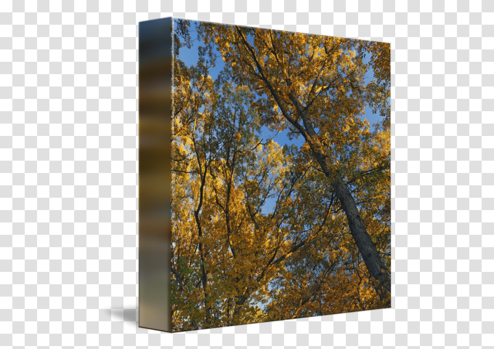 Low Angle View Of Autumn Color Tree Birch, Plant, Tree Trunk, Flare, Painting Transparent Png