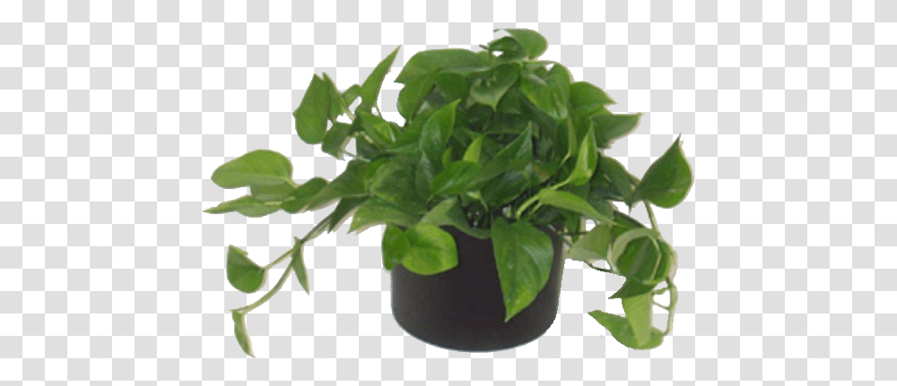 Low Light Plants House Plants, Leaf, Potted Plant, Vase, Jar Transparent Png