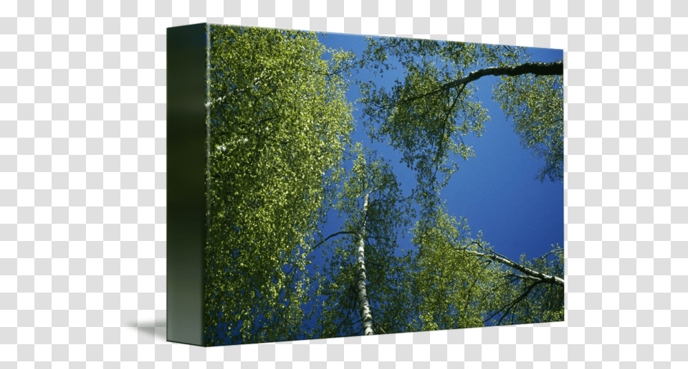 Lowangle View Of Birch Tree Canopy By Panoramic Images Birch, Plant, Vegetation, Outdoors, Nature Transparent Png