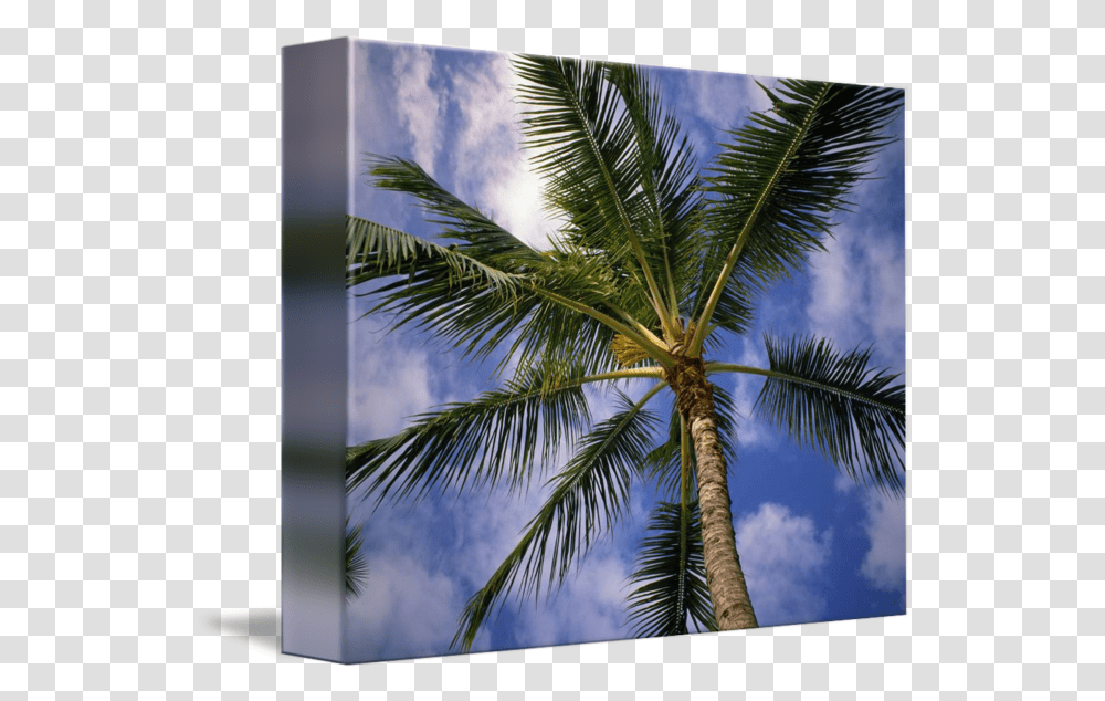 Lowangle View Of Palm Tree Fronds By Panoramic Images Fresh, Plant, Bird, Outdoors, Architecture Transparent Png