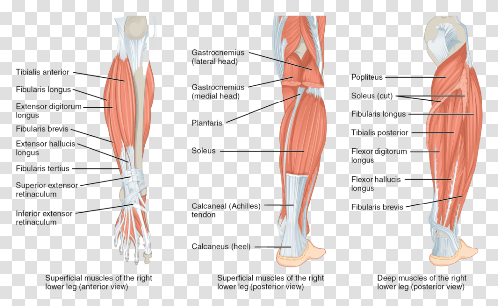Lower Leg Muscles, Person, Human, Diagram, Plot Transparent Png
