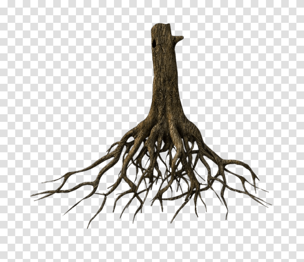 Lower Tree Trunk And Roots, Plant, Spider, Invertebrate, Animal Transparent Png