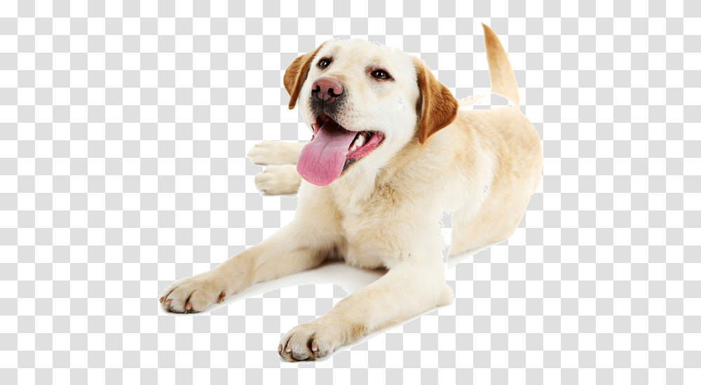 Lowercase Letter Flash Cards, Dog, Pet, Canine, Animal Transparent Png