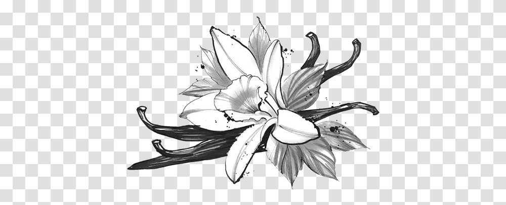 Lsd Black And White Vanilla, Plant, Flower, Blossom, Lily Transparent Png