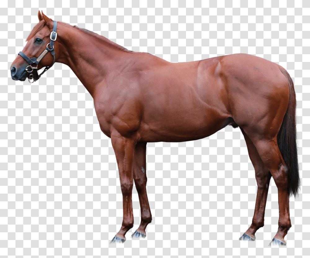 Lspear Foreground, Horse, Mammal, Animal, Colt Horse Transparent Png