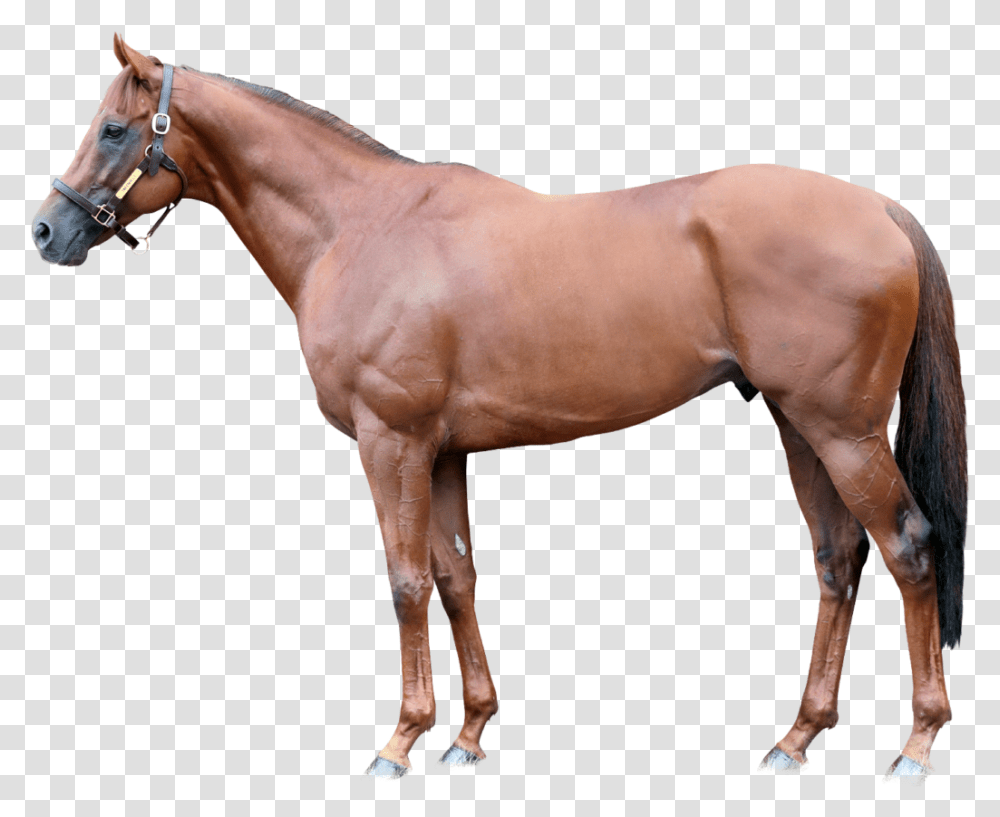 Lspear Foreground Teofilo Stallion, Horse, Mammal, Animal, Colt Horse Transparent Png